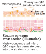 Stratum corneum cross section (illustration) Highly-concentrated micro Q10 capsules permiate deep into the stratum corneum.