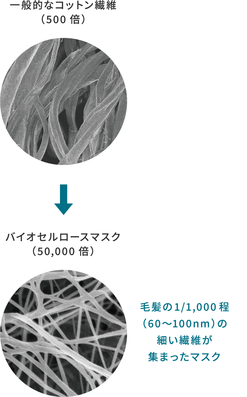 一般的なコットン繊維（500倍）→バイオセルロースマスク（50,000倍）　毛髪の1/1,000程（60〜100nm）の細かい繊維が集まったマスク